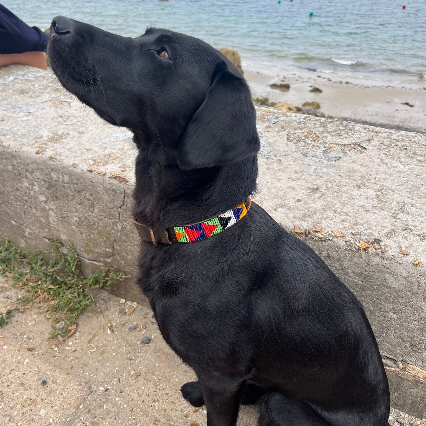 Dog Collars