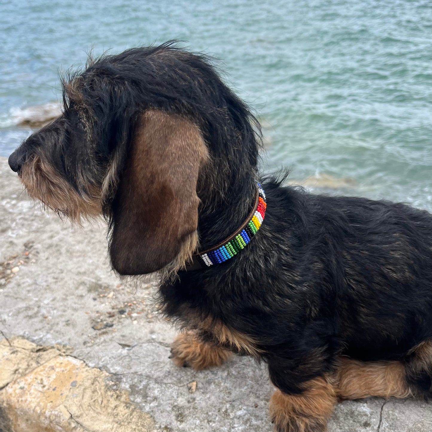 Dog Collars