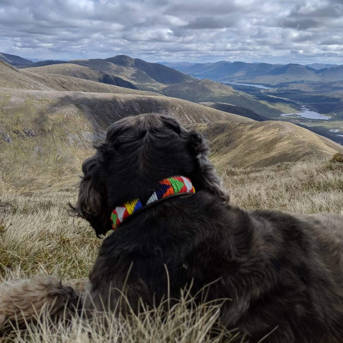 Dog Collars