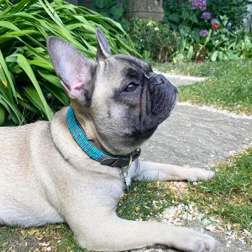 Dog Collars