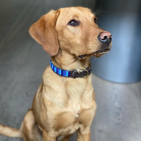 Dog Collars
