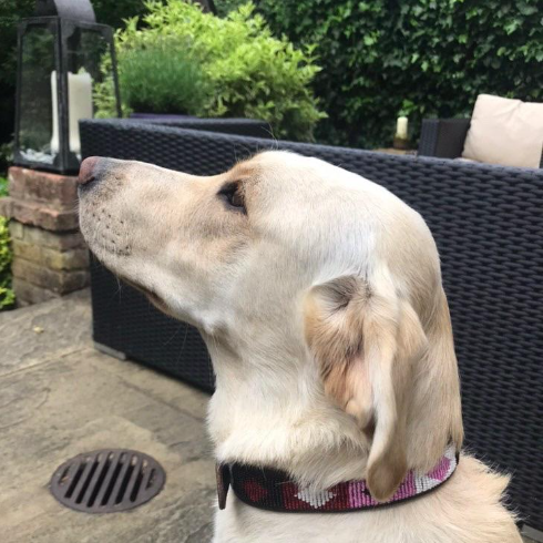 Dog Collars