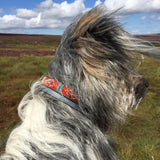 Dog Collars    From £24.00