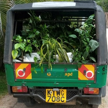 Trees and seedlings off to the school