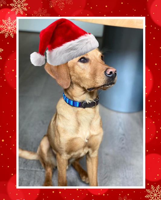 Wishing you all a Merry Christmas