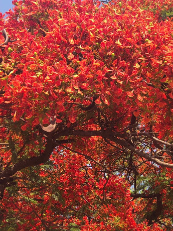 Mellow Autumn Loveliness  & Keyrings for 'Kits'