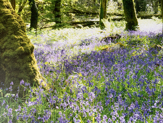 Capacious Classrooms, Chickens and Goats
