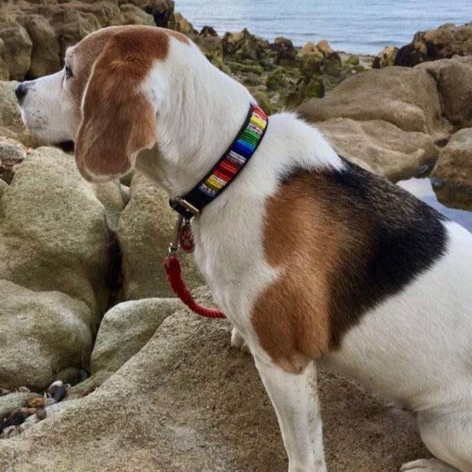 Dog Collars    From £24.00