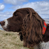 Dog Collars    From £24.00