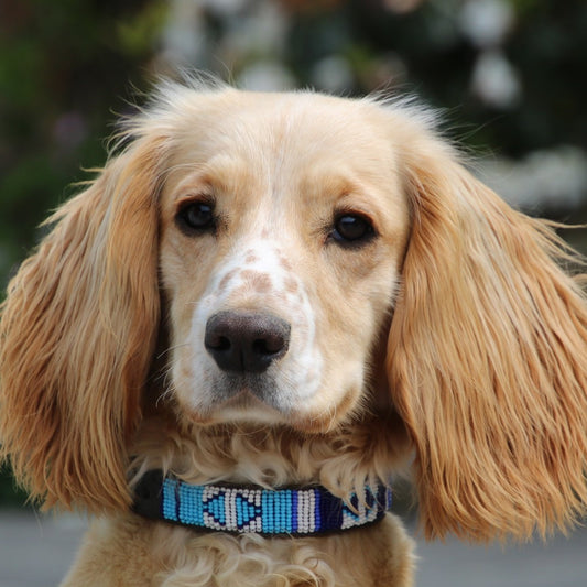 Dog Collars