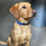 Dog Collars    From £24.00